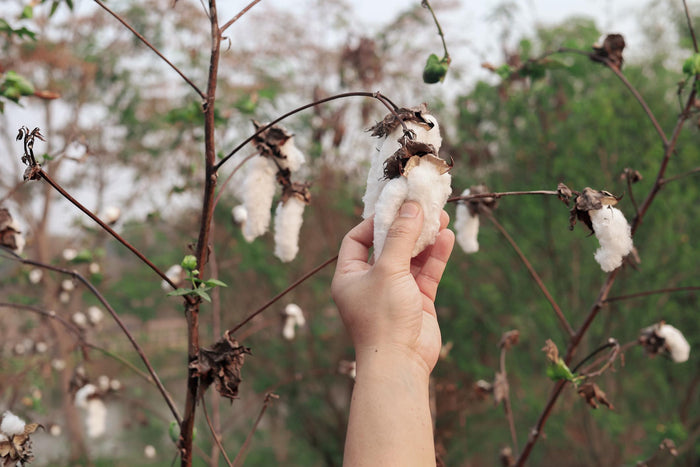 Why Organic Cotton Clothing Matters-Is it worth it?